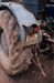 24_traktor